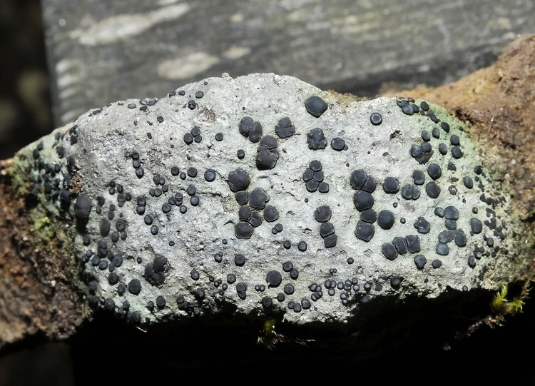 Porpidia platycarpoides